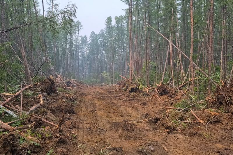 Pine Tree Clearing in Marietta, GA